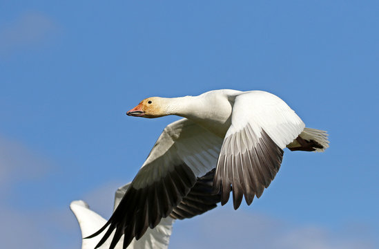 Single Snow Goose in Flight, blue sky background, British Columbia, Canada
