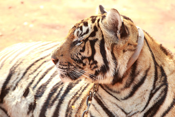 Naklejka premium Tiger was raised in temples. Popular Attractions Kanchanaburi.