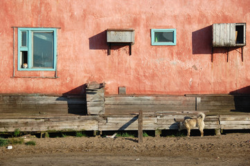 Dog and cat at residential building at Chukotka