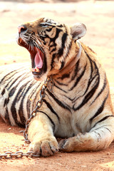 Obraz premium Tiger was raised in temples. Popular Attractions Kanchanaburi.