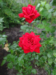 scarlet red rose in the garden after the rain