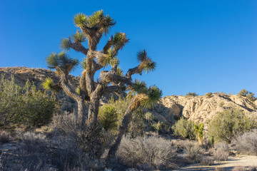Fototapeta na wymiar Joshua Tree in California Canyon