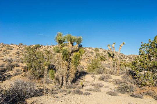 Joshua Tree in Desert