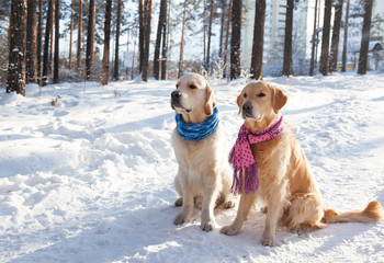 Portrait of two young golden retriever