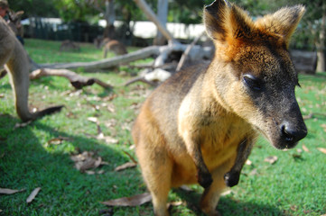 Wallaby at park on grass