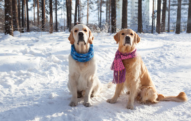 Portrait of two young golden retriever