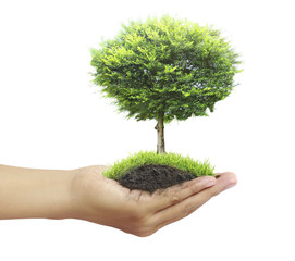 Human hands holding  tree