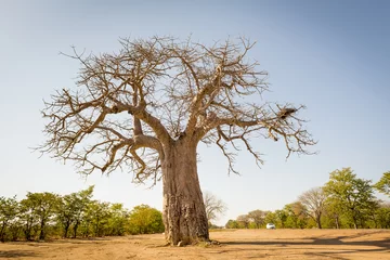 Poster Baobab Tree