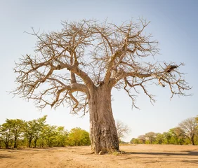 Rolgordijnen Baobab Baobab Boom