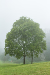 Fototapeta premium tree in foggy haze mist