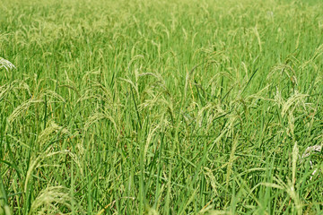 paddy rice in field