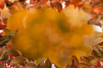 Fototapeta na wymiar Autumn leaves background