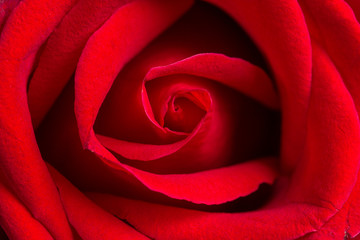 macro closeup view of red rose