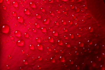 macro closeup view of rose petal texture with water drops