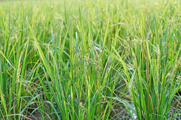 paddy rice in field