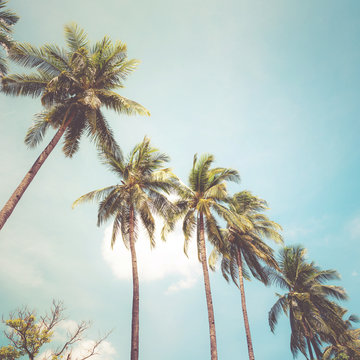 Coconut palm tree on tropical beach in summer - vintage colour effect