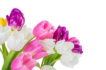 Close up tulip flowers