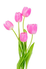 Pink tulip flowers isolated