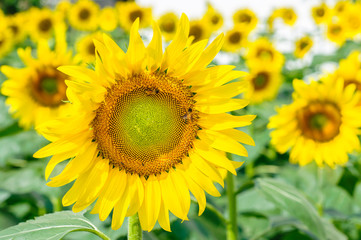 Sunflower field