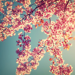 Naklejki  Retro tło natury pięknego wiśniowego różowego kwiatu na wiosnę
