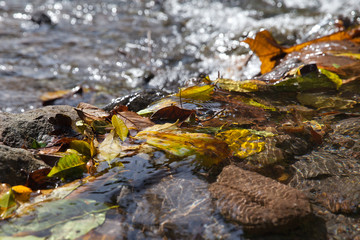 Fototapeta na wymiar Желтые листья в воде