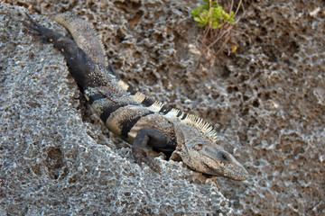 Iguana on Tulum Mexico Cliffs