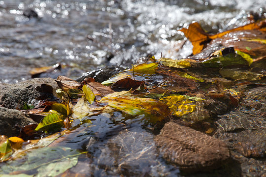 Желтые листья в воде