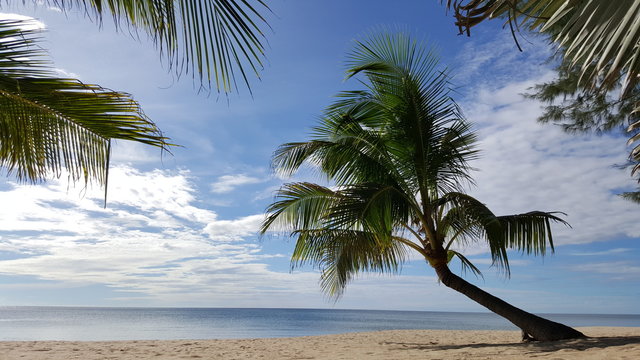 coconut tree on the sand beach with blue sky