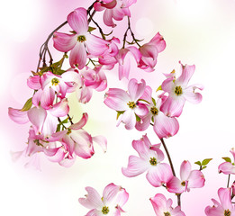 Fototapeta premium spring flowering branch