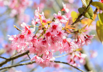 Sakura Cherry Blossom or Wild Himalayan Cherry