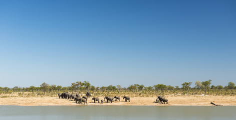 Fototapeta na wymiar Elephant Herd