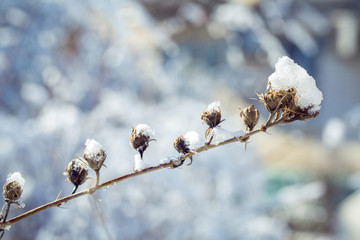 The iced over branches of a bush against the dark blue sky