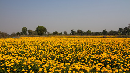 Marigold field