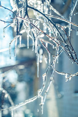 The iced over branches of a tree