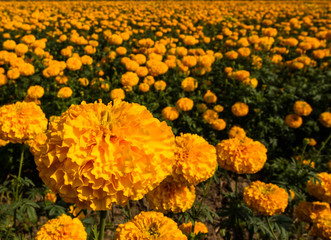 Marigold field