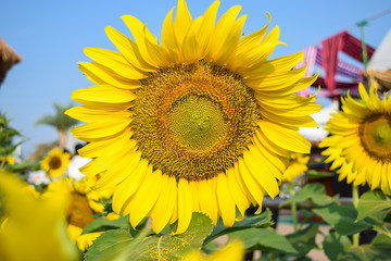 Fototapeta premium sunflowers, blur
