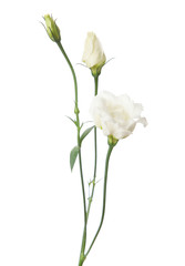 White flowers isolated on white. eustoma