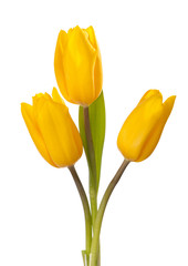 Three yellow tulips isolated on white