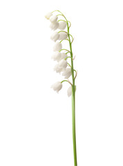 Lily of the Valley  isolated on white.