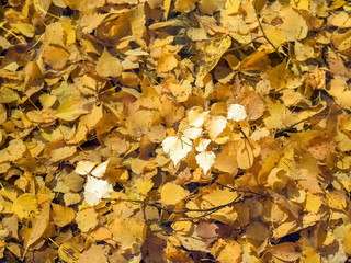 Few leaves on the water surface.