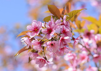 Sakura Cherry Blossom or Wild Himalayan Cherry