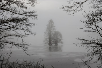 Bald Cypress trees frozen in ice and framed by branches on a foggy morning at Stumpy Lake in Virginia Beach, Virginia.  
