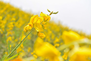 Crotalaria, Blur
