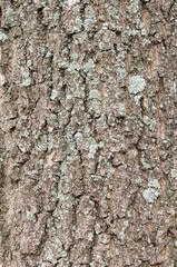 Wood texture of cut tree