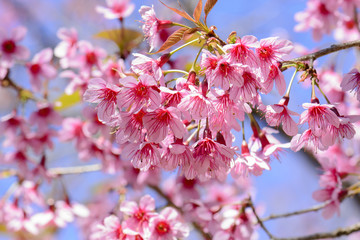 Sakura Cherry Blossom or Wild Himalayan Cherry