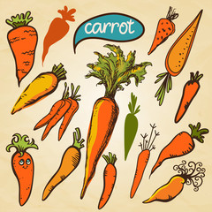 Set sketch carrots isolated