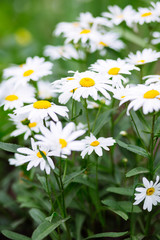 Daisies in the meadow at spring outside