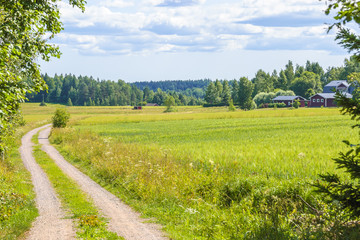 Summer fields