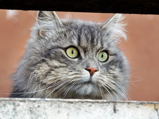 Cat hunting on a balcony, danger