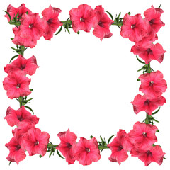 Pink flower on a white background. Petunia 